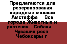 Предлагаются для резервирования породные малаши Амстаффа  - Все города Животные и растения » Собаки   . Чувашия респ.,Чебоксары г.